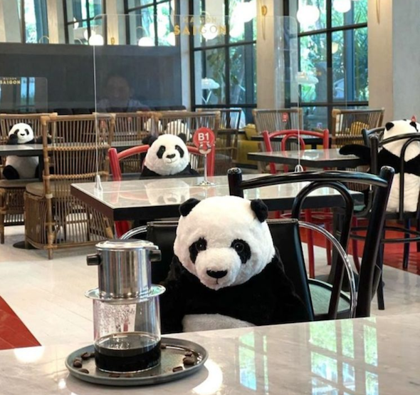 Afstand houden panda's